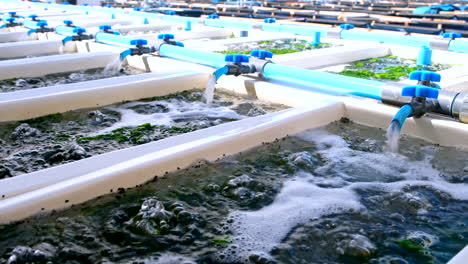 aerated fibreglass abalone tanks with inflowing sea water on abalone farm