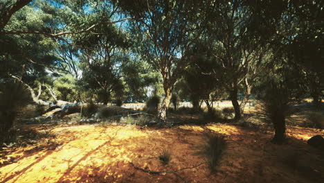 Forest landscape with vibrant colors during daytime in natural setting