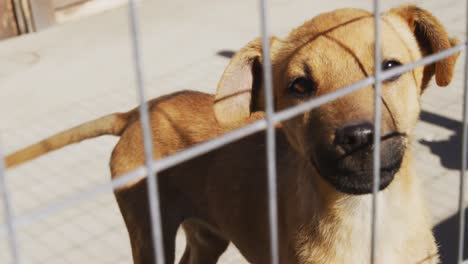 perro abandonado encerrado en un refugio