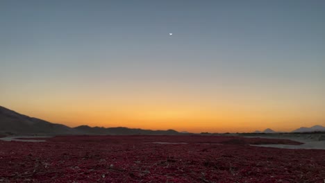 Minimal-landscape-agriculture-scenic-view-morning-sunrise-scenic-moment-twilight-barberry-land-field-agriculture-sun-dry-fruit-winnowing-threshing-Iran-rural-countryside-barberries-harvest-season