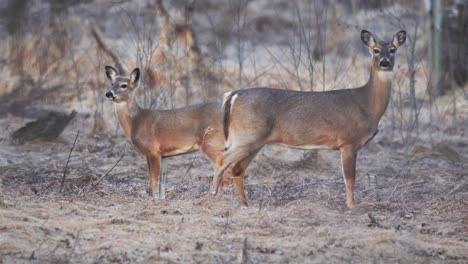 Two-deer-standing-in-the-bush-with-one-looking-at-the-camera-at-dusk