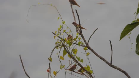 pájaros lonchura en el área del estanque