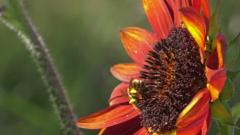 bee pollinating a red sunflower closeup
