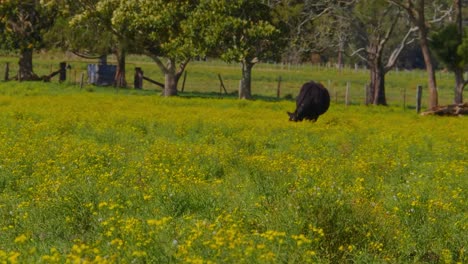 Cow-Walking-On-The-Lush-Field,-Another-One-Grazing-On-The-Green-Grass-In-The-Background---Crescent-Head,-New-South-Wales,-Australia---full-shot