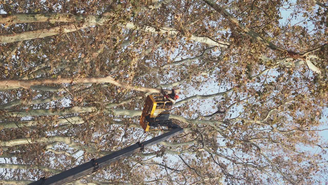 Tree trimming with aerial lift