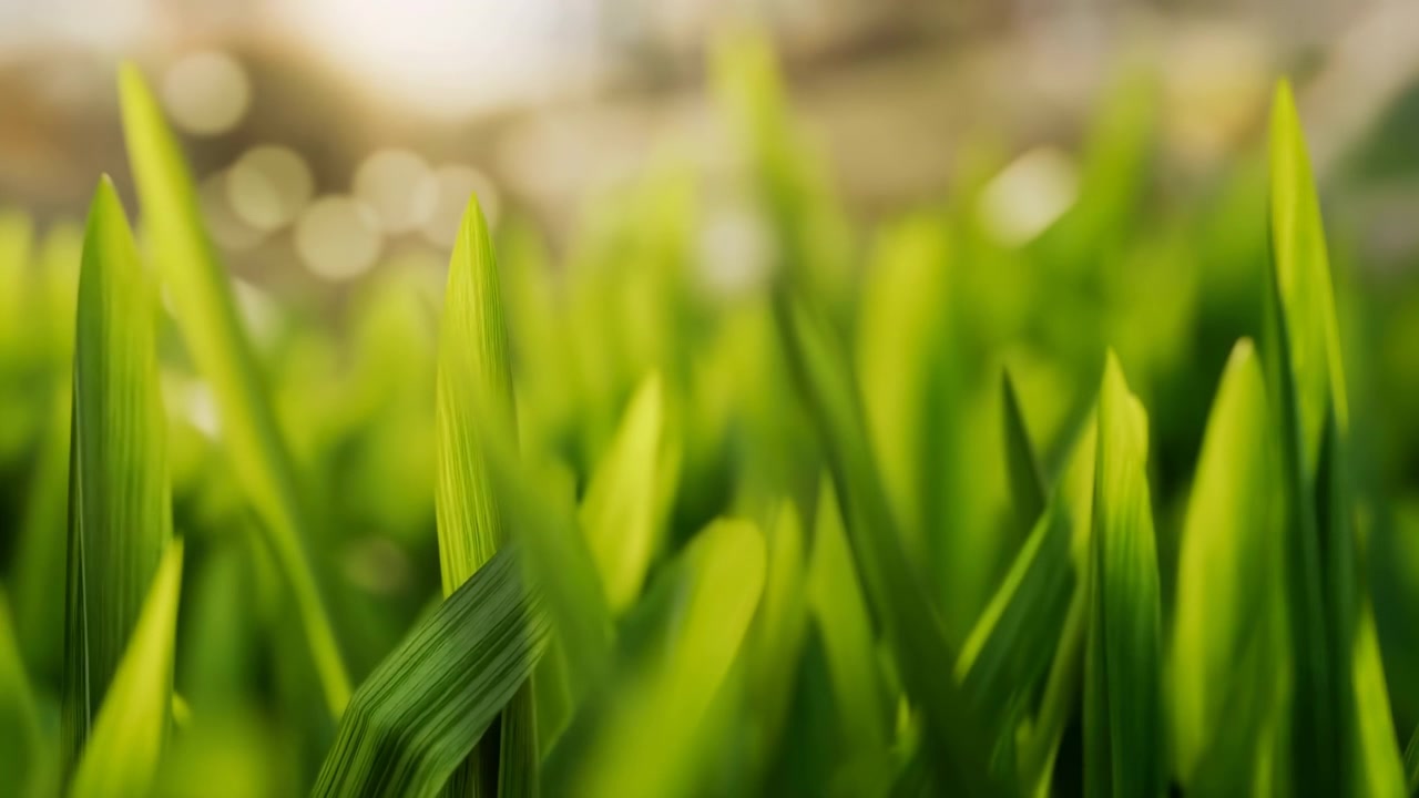 Primo piano di fili d'erba verde fresca che riempiono il primo piano, con uno sfondo di giardino leggermente sfocato e la calda luce del sole che crea un'atmosfera primaverile calma e naturale