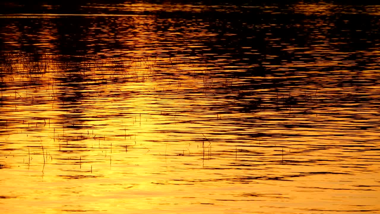 fondo de agua dorada