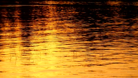 golden water background