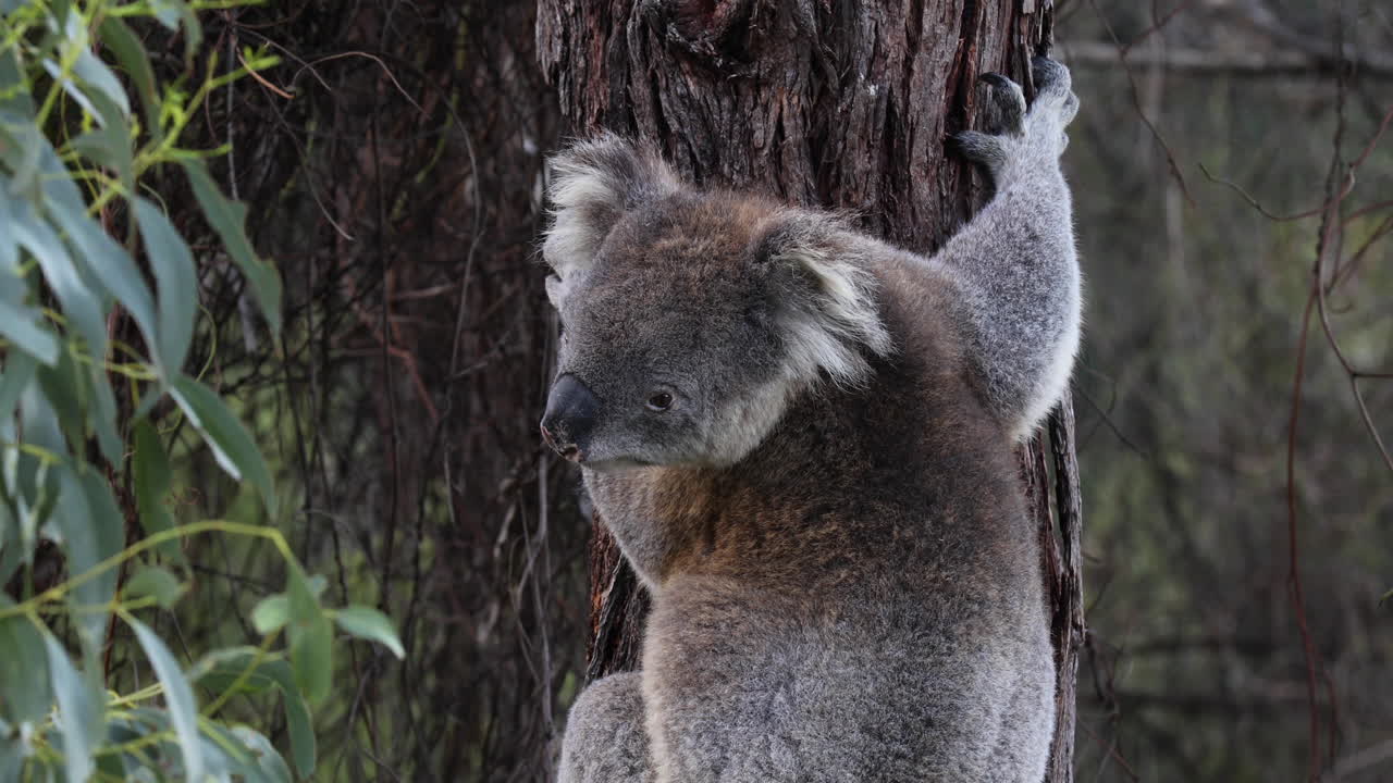koala agarrado al tronco del eucalipto con sus afiladas garras