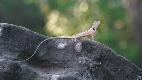 lizard with a long tail sat on a limestone rock in the forest