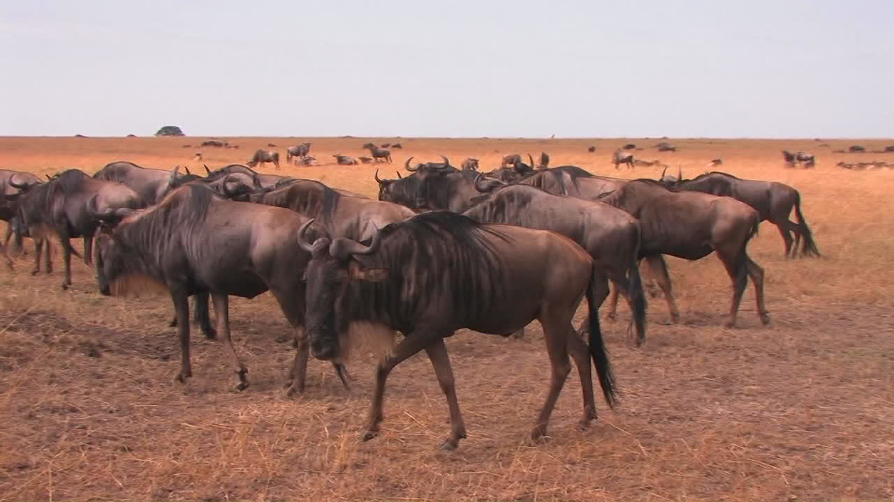 A heard of wildebeest travel a cross an open plain