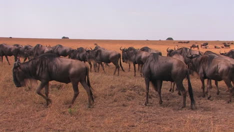 a heard of wildebeest travel a cross an open plain