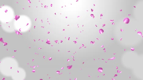 flower petals falling into camera pink rose smelling flowers dust glitter exploding loop background