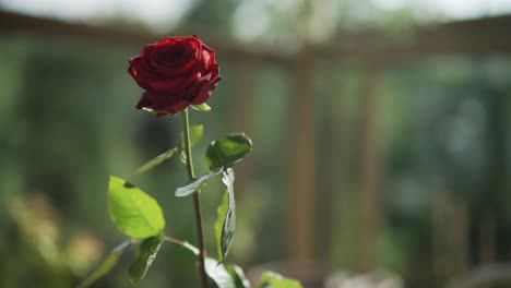 red rose in the garden in summer