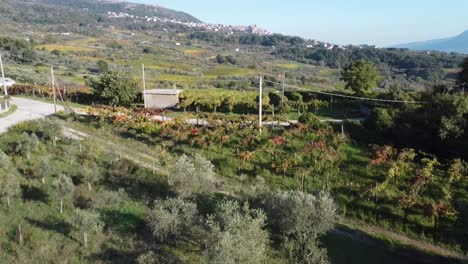 Aerial-view-of-vineyard-rows-and-olive-trees,-in-the-hilly-countryside-of-south-Italy