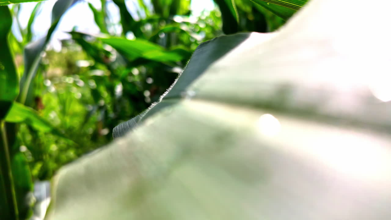 낮 동안 옥수수 에서 어린 옥수스 의 움직임 비디오