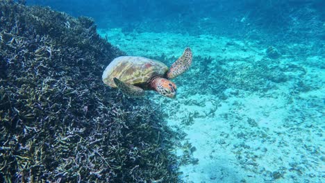 green sea turtle swimming over coral reef and white sand