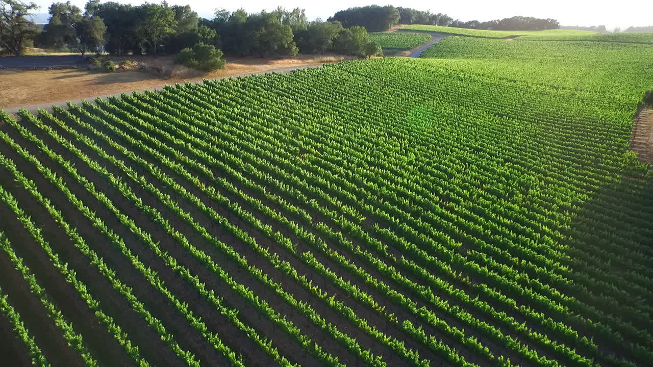 una antena lateral baja sobre vastas hileras de viñedos en el condado de sonoma del norte de california 1