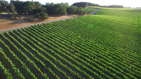 An-side-low-aerial-over-vast-rows-of-vineyards-in-Northern-California's-Sonoma-County--1