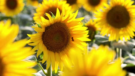 buen campo de girasoles en verano, imágenes de mano