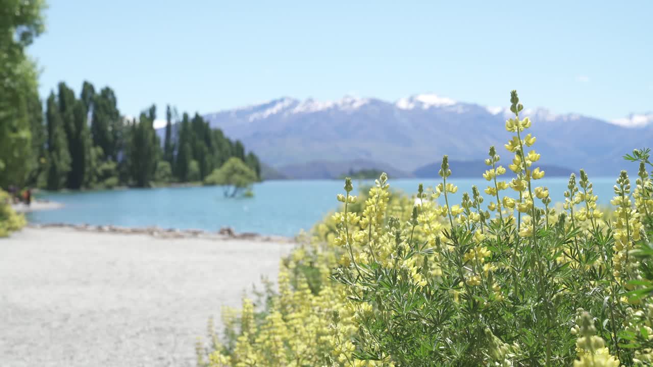 lupine flowers and snow peak and lake