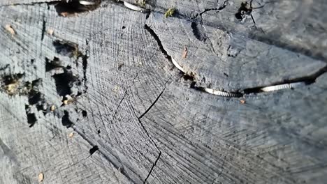 La-Tradición-De-Las-Monedas-Martilladas-En-El-Grano-De-Madera-Del-Tronco-De-Un-árbol-Talado-Como-Ofrenda-De-Suerte,-Salud-Y-Buena-Fortuna.