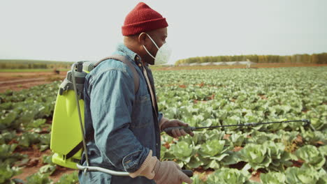 el agricultor negro marca las plantas en la fila de repollo en el campo