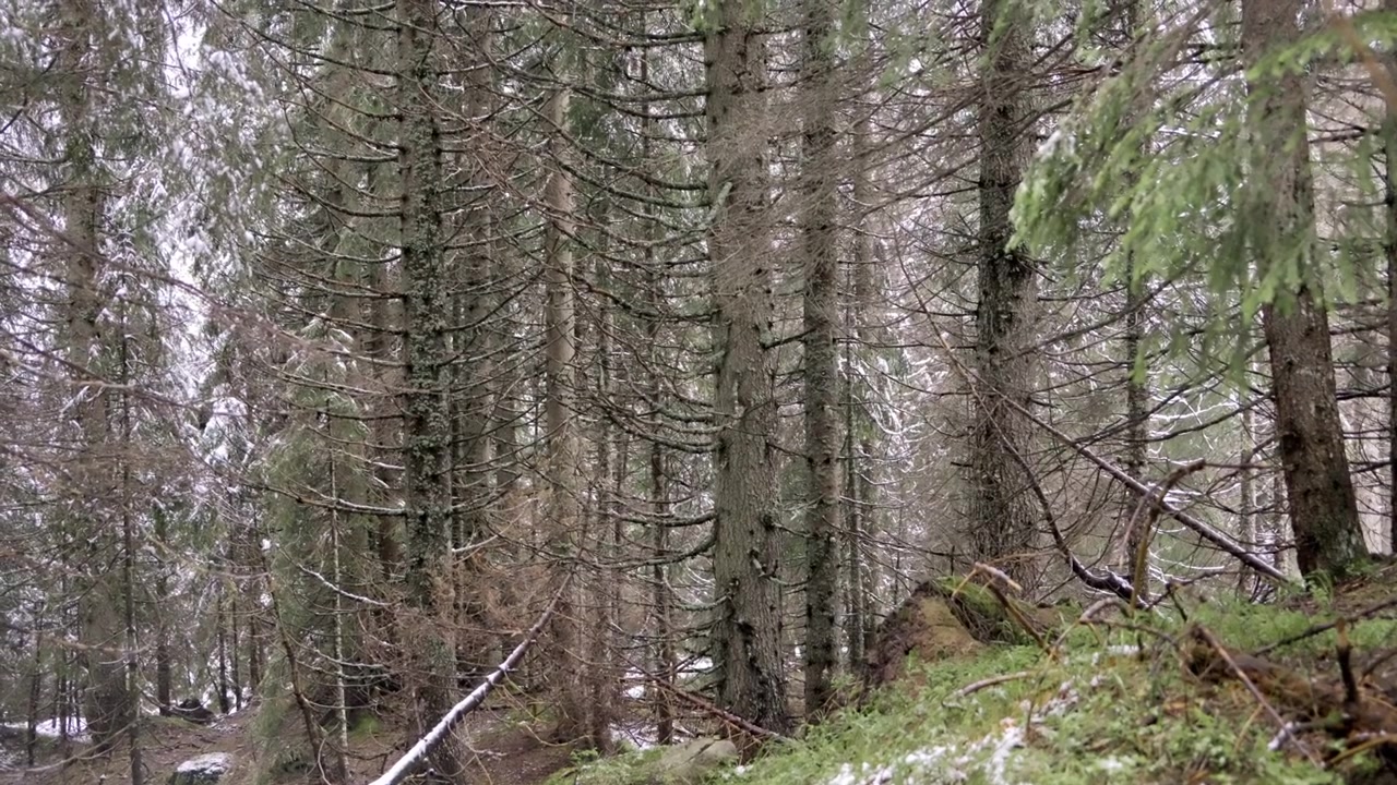 Laaja käsivarakuva mäntymetsästä, jossa lumipisarat sulavat yläpuolisista oksista.