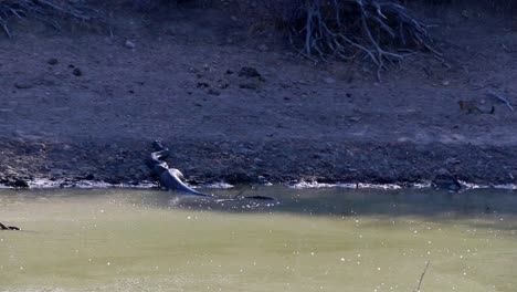 a very large african rock python in the wild, having just eaten a small antelope