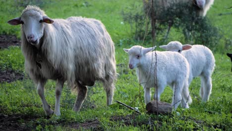 slow motion shot of chewing sheep walking followed by three cute lambs in sardinia, italy