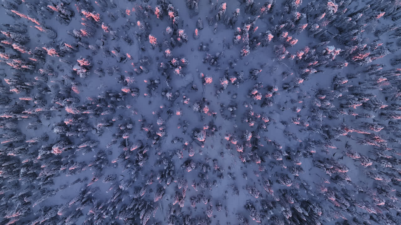 플랜드의 핑크색, 빛, 눈 인 숲, 겨울 해가 지는 곳에서 위에서 찍은 영상