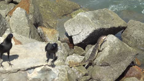 Monitor-lizard-eat-meat-at-seashore