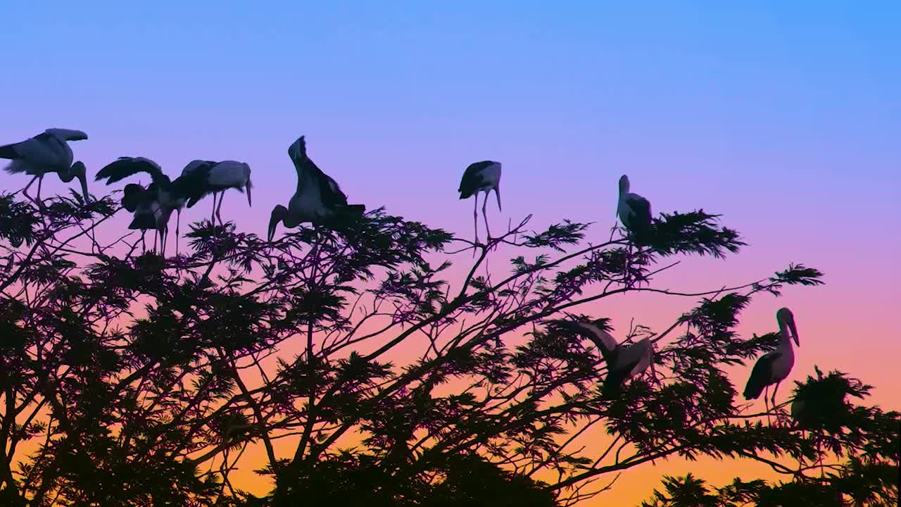 una bandada de cigüeñas asiáticas de pico abierto sentadas en las ramas de los árboles al atardecer