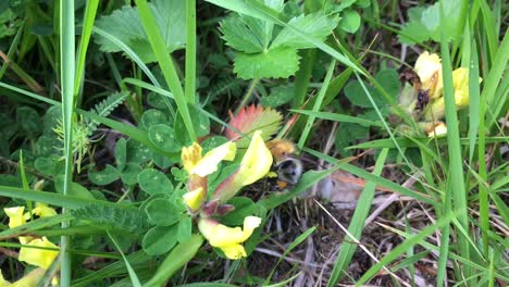 abejorro en busca de néctar en flores amarillas