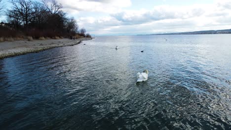 Konstanz,-Seestrasse,-Cisne,-Naturaleza,-Lago-De-Constanza,-Alpes,-Turismo,-Alemania,-Agua