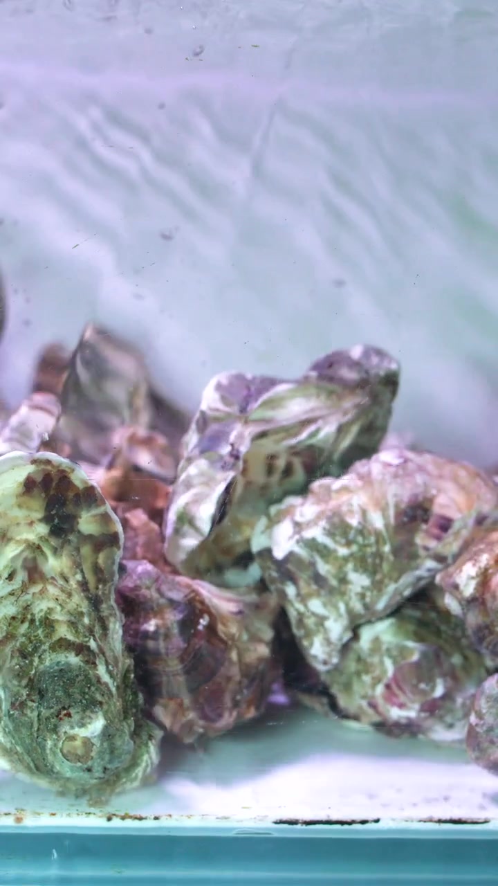 Close-up shot of live oysters submerged in a bubbling glass aquarium at a seafood market