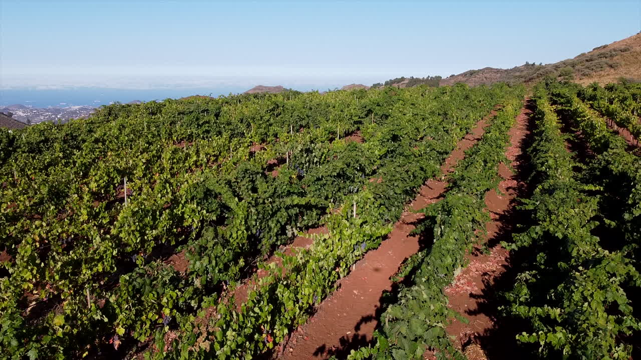 vineyard fields in Gran Canaria: aerial view traveling in over grape growing fields on a sunny day