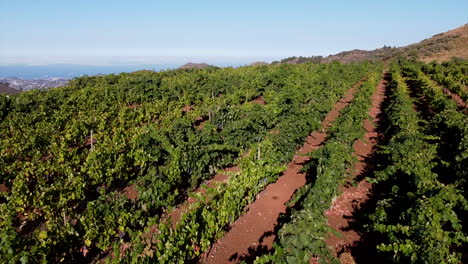 campos de viñedos en gran canaria: vista aérea viajando sobre campos de cultivo de uva en un día soleado