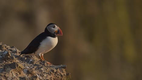 papagaio con fondo fuera de foco, papagaio atlántico con poca profundidad de campo en la isla de skomer en gales, reino unido aves y aves tiro de ángulo bajo