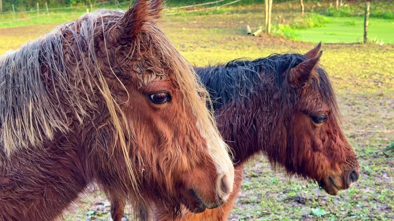 田舎の牧草地で寄り添って立つ、たてがみが濡れた2頭の茶色い馬のクローズアップ側面図