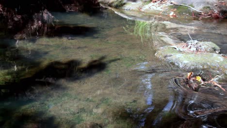 Stream-Fließendes-Wasser-Im-Sommer