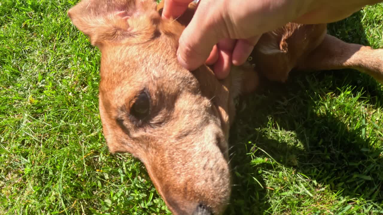 Close-up of human hand tenderly stroking the head of a young Dachshund puppy (Canis familiaris)l, resting on a bed of sunlit green grass, capturing moment of bonding and affection. Close up, real time