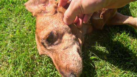 close-up of human hand tenderly stroking the head of a young dachshund puppy (canis familiaris)l, resting on a bed of sunlit green grass, capturing moment of bonding and affection. close up, real time