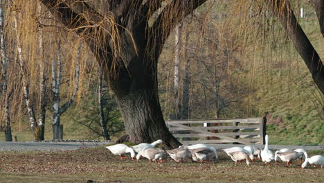 Herde-Hausgänse,-Die-Sich-Im-Boden-Ernähren