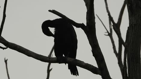 one bird sitting in top of the tree