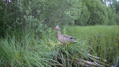 young wild duck (anas platyrhynchos) looking for a place to sleep