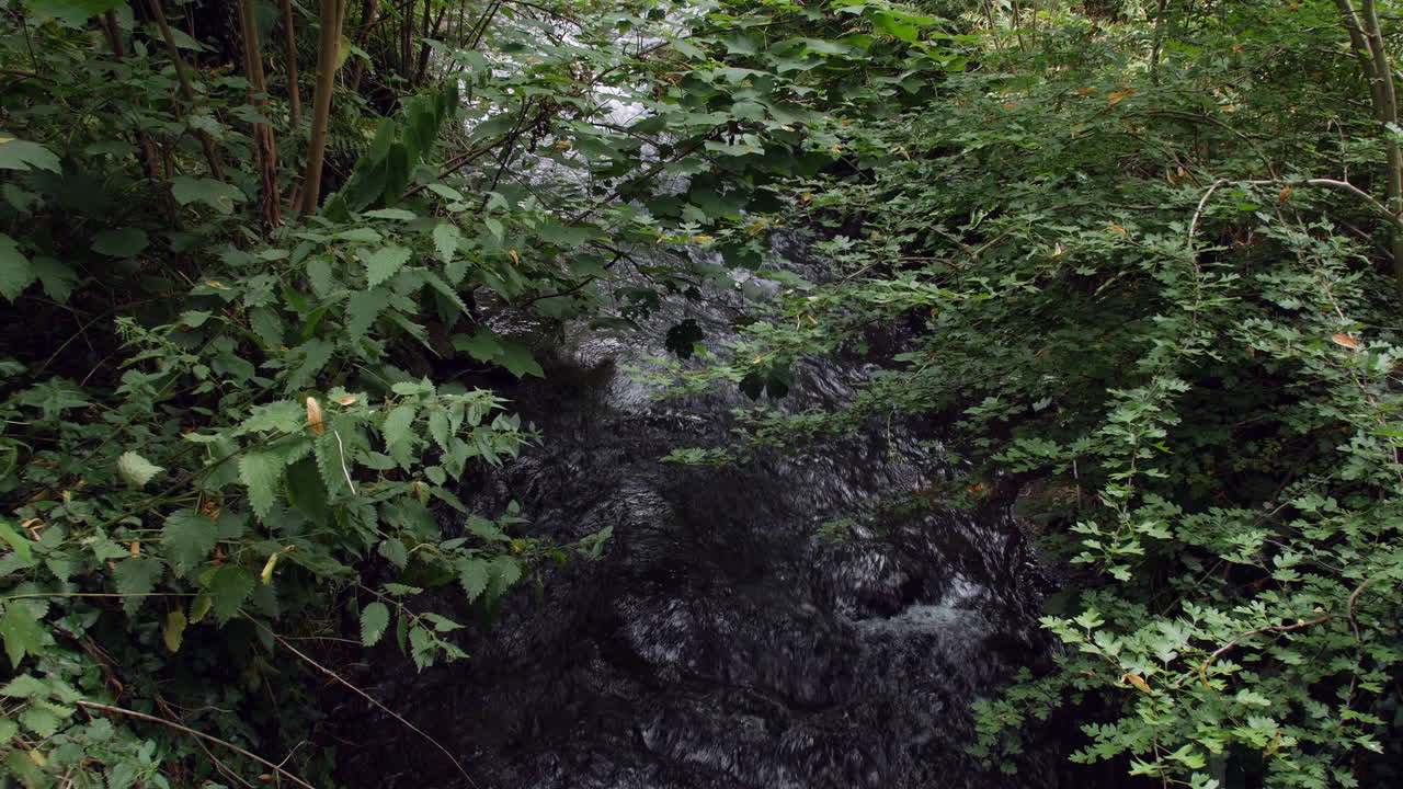río que fluye rápido en el bosque o selva tropical