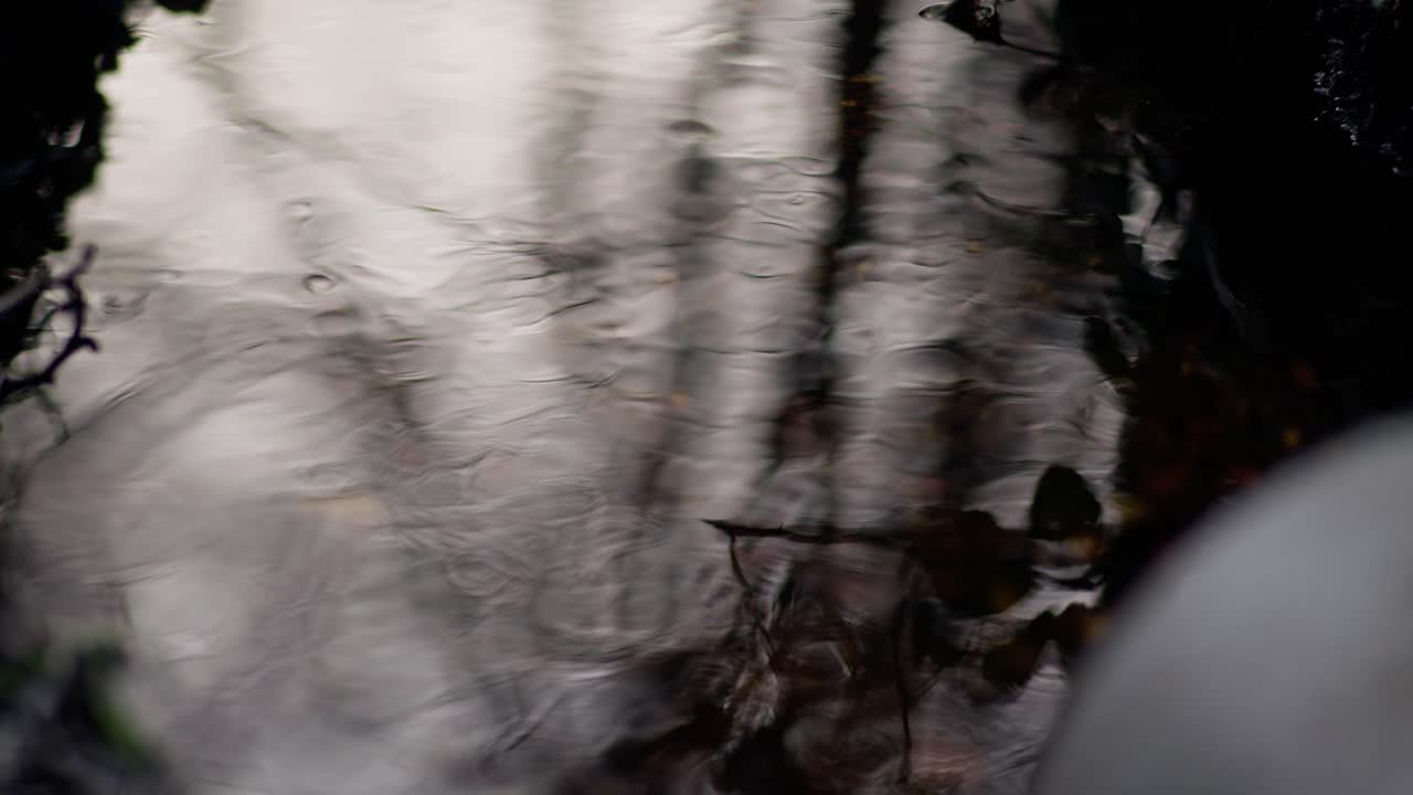 зеленые листья движутся на ветру, замедленное движение в 4k