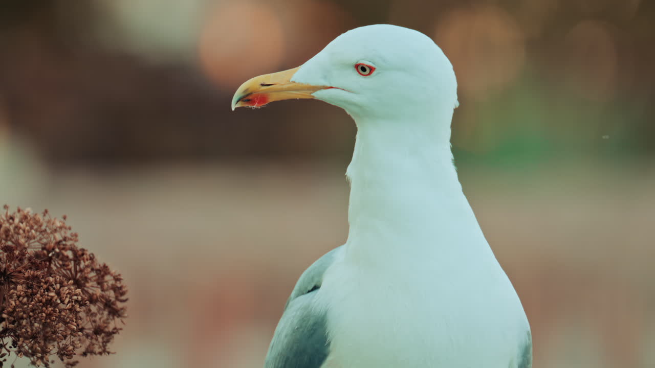 A modern white catamaran yacht anchored on clear blue water with a coastal city in the background