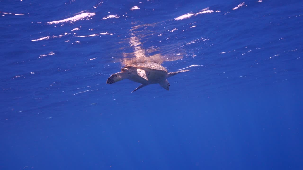 쿠라카오 주변의 카리브 해의 산호초에 있는 호크스빌 바다거북
